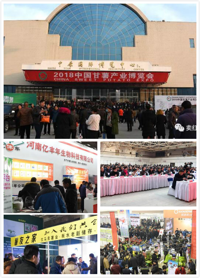 第一届中国甘薯产业博览会.jpg