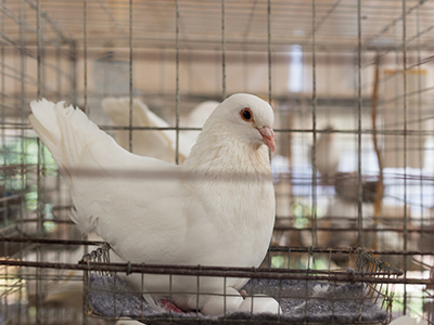 鴿子為什么下軟殼蛋：鴿子下軟殼蛋的原因分析及防治方法