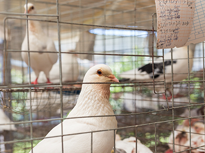 鴿子的養殖技巧和喂養
