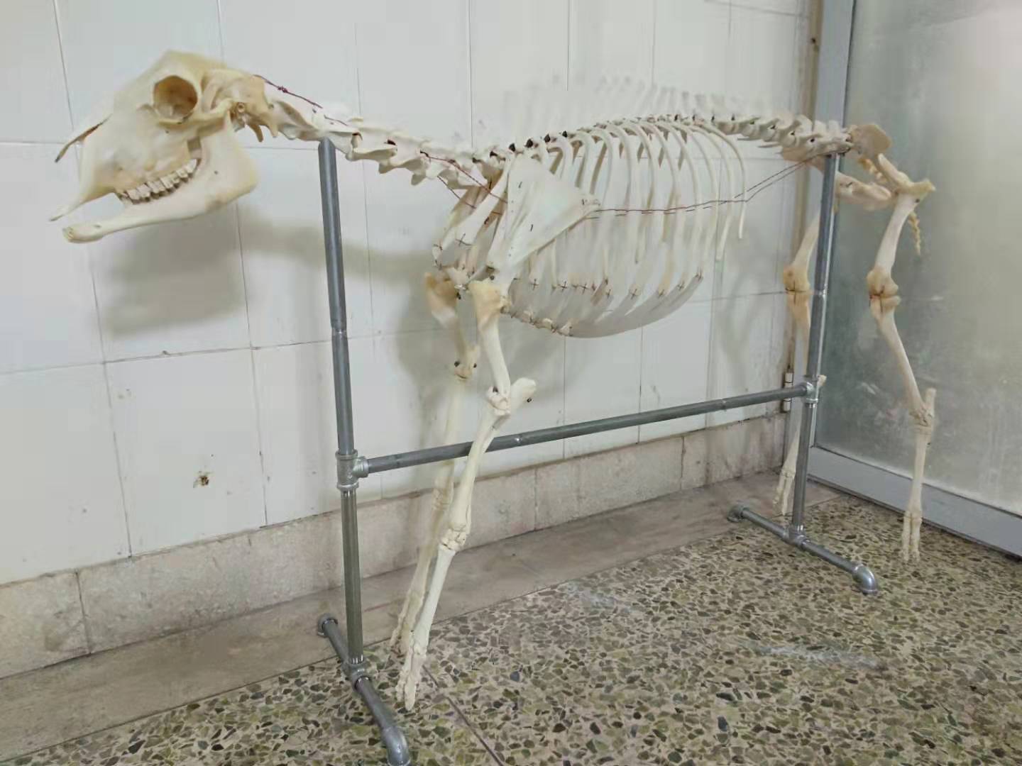 马骨骼